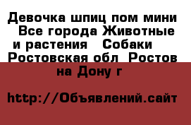 Девочка шпиц пом мини - Все города Животные и растения » Собаки   . Ростовская обл.,Ростов-на-Дону г.